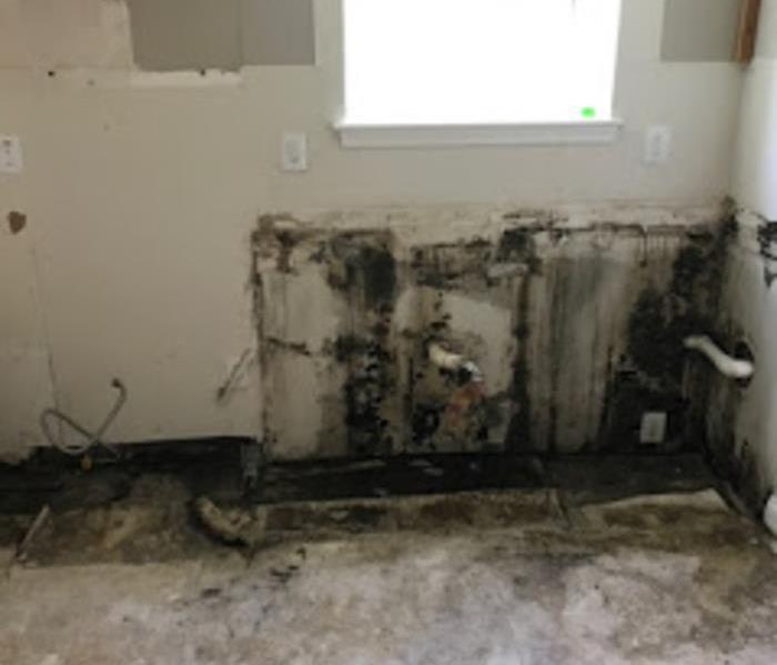 Kitchen wall covered in mold