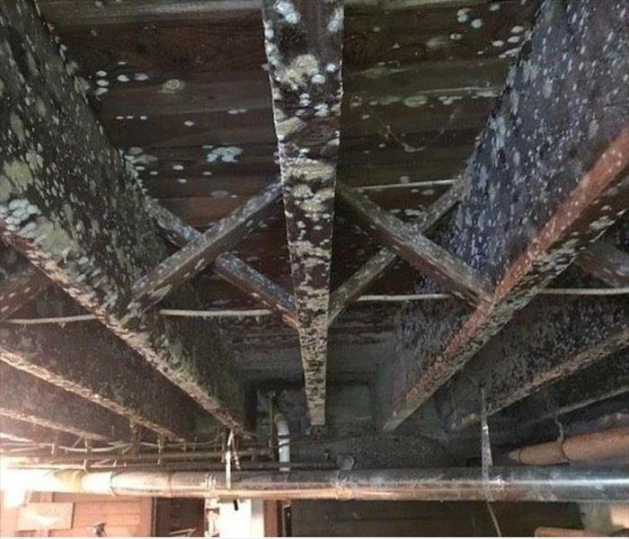 Mold infested all over unfinished basement