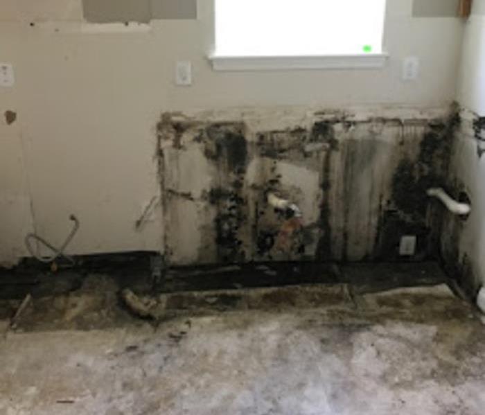 Kitchen wall covered in mold